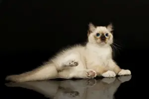 Feline Photography Prints Drucke: Cat - Ragdoll