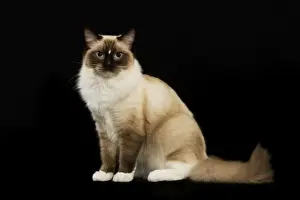 Jean Michel Labat Artist Drucke: Cat - Ragdoll