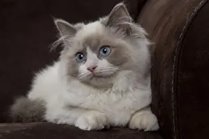 Semi Longhair Cat Breeds Drucke: Cat - Ragdoll