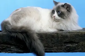 Limited Edition Animal Prints Drucke: Cat - Ragdoll