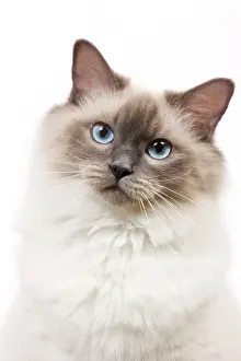 Drucke von LA-6735 Katze - Raggel - Blau gefärbte Punktfurche im Studio Jean-Michel Labat Bitte beachten Sie Katzen (Hauskatzen) Drucke: Katze - Raggel, blauer Farbkleidungsstück im Studio