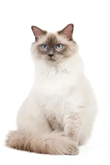Drucke von LA-6734 Katze - Raggel - Blau gefärbte Punktflecken im Studio Jean-Michel Labat Bitte beachten Sie, dass Drucke nur für persönliche Anzeigenzwecke gedacht sind und nicht reproduziert werden dürfen Katzen (Hauskatzen) Drucke: Katze - Raggeliebhaberin - Blaue Farbknotchen im Studio