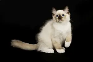 Feline Photography Prints Drucke: Cat - Ragdoll kitten