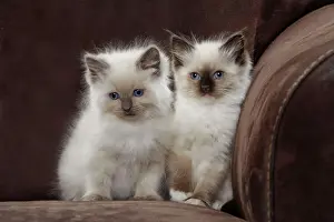 Katze - zwei Raggel-Katzen