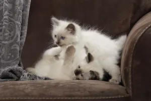 Semi Longhair Cats Drucke: Cat - two Ragdoll kittens playing