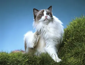 Unique Pet Photography Prints Drucke: Cat - Ragdoll, scratching