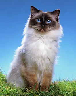 Katze - Raggie Seelbunt