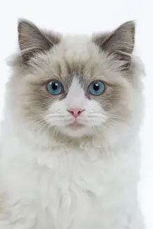 Drucke von LA-8323 Katze - Ragdoll im Studio Jean-Michel Labat Bitte beachten Sie Katzen (Hauskatzen) Drucke: Katze - Ragdoll im Studio.