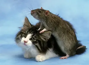 Jean Michel Labat Artist Drucke: Cat and Rat together
