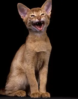 Jean Michel Labat Artist Drucke: Cat - Red Abyssinian