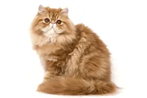 Katze - Roter Persischer Katzenhaar