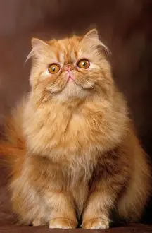 Katze - Roter Persischer Katzenhund ist nicht gefunden, Catze - Roter persischer Haustier