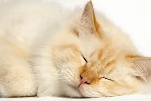 Feline Photography Prints Drucke: Cat - Red Tabby sleeping