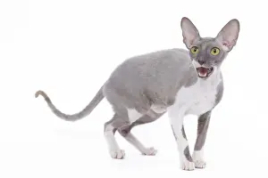 Domestic Pet Photography Drucke: Cat - Rex Cornish in studio