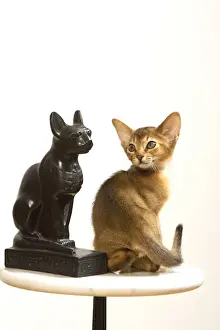 Short Haired Mammals Drucke: Cat - Ruddy Abyssinian in studio
