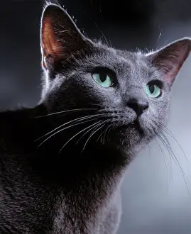 Katze Drucke: Katze - Russischer Blau