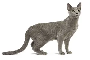 Katze - russischer Blau in Studio