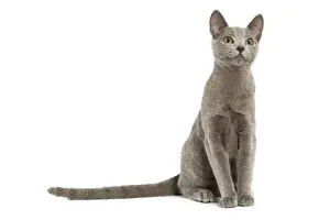 Drucke von LA-5454 Katze - russischer Blau im Studio Jean-Michel Labat Bitte beachten Sie, dass Drucke nur für persönliche Anzeigenzwecke gedacht sind und nicht reproduziert werden dürfen Russisch Blau Drucke: Katze - russischer Blau in Studio