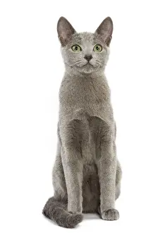 Katze - russischer blauer Fell im Studio