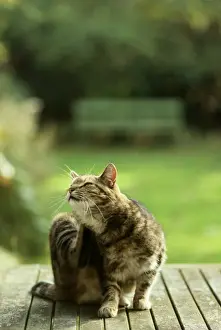 Ardea London Prints Drucke: Cat - scratching