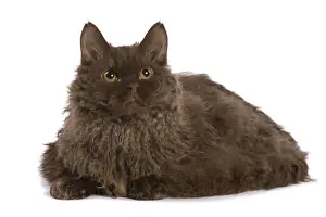 Pet Mammal Photography Drucke: Cat - Selkirk Chocolate in studio