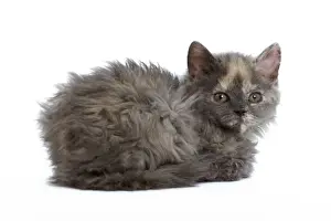 White Background Pet Photoshoots Drucke: Cat - Selkirk Rex kitten in studio