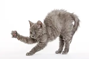 Selkirk Rex Kitten Drucke: Cat - Selkirk Rex kitten in studio - arching back and stretching