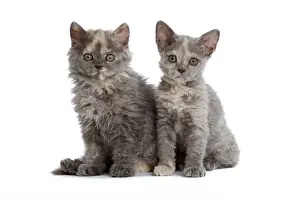 Cute Domestic Mammals Drucke: Cat - Selkirk Rex kittens in studio