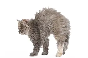 Baby Kittens For Sale Drucke: Cat - Selkirk Rex kittens in studio - arching back, stretching