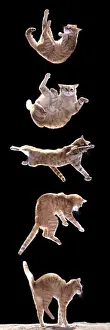 Katzenfolge des Fallens der Katze