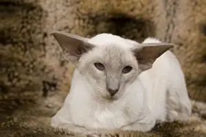 Siamese Cat Breeds Drucke: Cat - Siamese