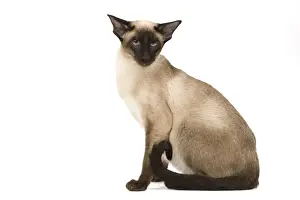 Katze - Seamasier