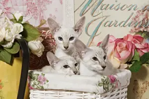 Cat Lover Gift Ideas Drucke: Cat - the siamese in basket