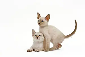 Drucke von La 6507 Katze - Seielskatze zwei Kätzchen im Studio Jean Michel Labat Beachten Sie, dass die Drucke nur für persönliche Anzeigenzwecke gedacht sind und nicht reproduziert werden dürfen Bilder Datiert 2006 Mai: Katze - Siamesische Katze - zwei Kätzchen im Studio