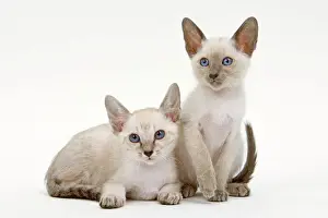 Siamese Cat Breeds Drucke: Cat - Siamese - two kittens in studio
