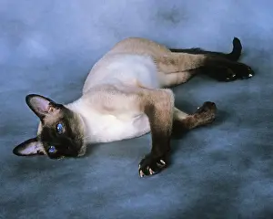 Katze - Seelenvarke von Siamesen mit Punktierung am Rücken, liegend