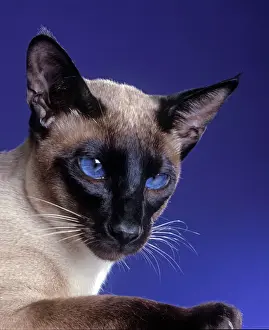 Katze - Sechseckpunkt-Siamkatze im Studio