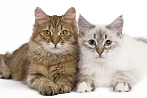 Mixed Colour Cats Drucke: Cat - Siberian - two lying down together