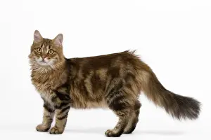 Siberian Cat Breeds Drucke: Cat - Siberian - standing up