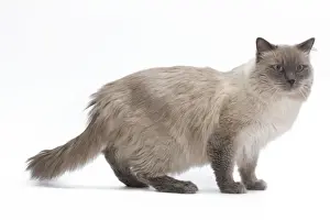 Studio Cat Photography Ideas Drucke: Cat - Siberian in studio