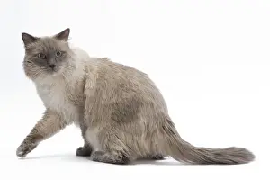 Katze - Sibirische Katze im Studio