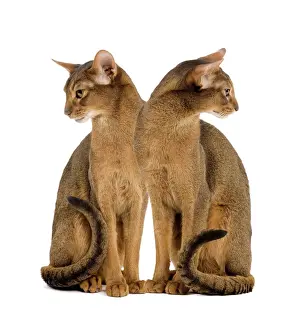 Domestic Cat Studio Photography Drucke: Cat - two sitting in studio