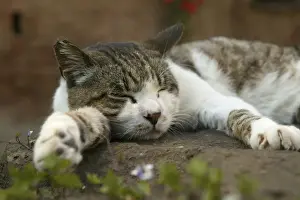 Jean Michel Labat Artist Drucke: Cat Sleeping