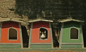 Katze schläft in Box