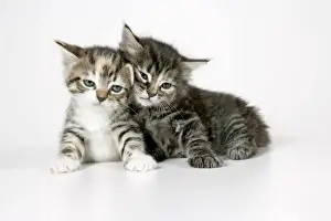 Pet Photography Art Drucke: Cat - Two sleepy kittens lying on each other