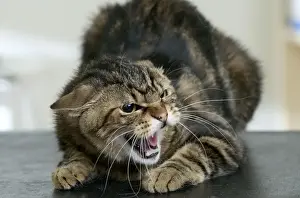 Personal Use Cat Pictures Drucke: Cat Snarling