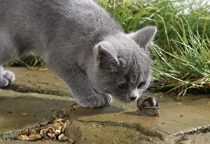 Animal Friendship Images Drucke: Cat Sniffing snail