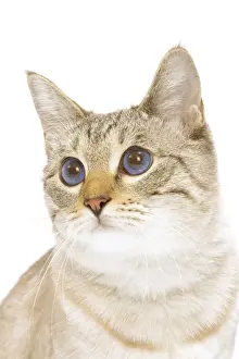 Mammals With Short Hair Drucke: Cat - Snow Bengal in studio