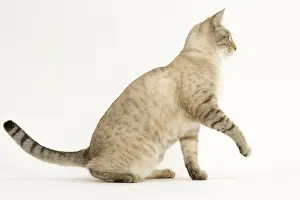 White Background Studio Cats Drucke: Cat - Snow Bengale in studio