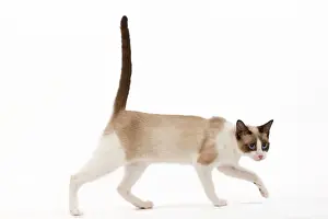 Drucke von LA-5731 Katze - Schneehocke im Studio Jean-Michel Labat Beachten Sie, dass Drucke nur für persönliche Anzeigezwecke gedacht sind und je nach Art nicht wiedergegeben werden können Bilder Datiert 2009 Mai: Katze - Snowboard im Studio